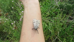 Hypercompe abdominalis