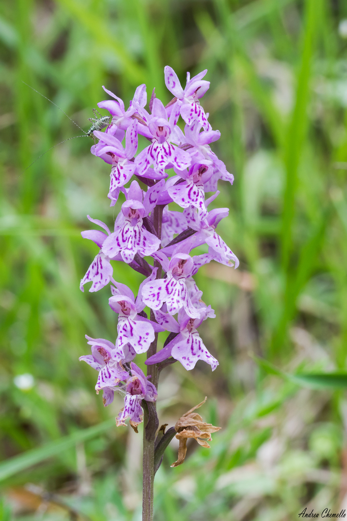 Dactylorhiza saccifera