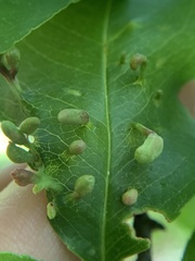 Eriophyes cerasicrumena