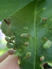 Eriophyes cerasicrumena