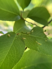 Eriophyes cerasicrumena