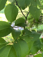 Eriophyes cerasicrumena