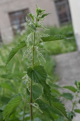 Urtica dioica