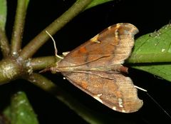 Deana hybreasalis