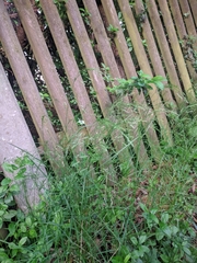 Festuca heterophylla