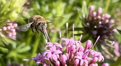 Anthophora quadrimaculata