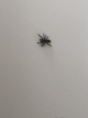 Salticus scenicus