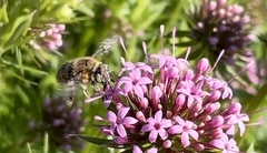 Anthophora quadrimaculata