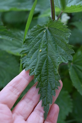 Urtica dioica