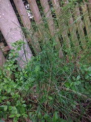 Festuca heterophylla
