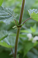 Urtica dioica