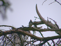 Junco hyemalis image