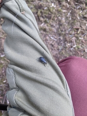 Carabus chamissonis