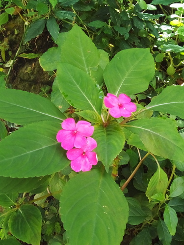 Impatiens walleriana