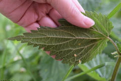 Urtica dioica