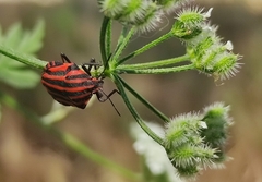 Graphosoma italicum italicum