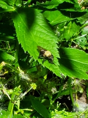 Laphria flavicollis