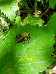 Laphria flavicollis