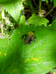 Laphria flavicollis