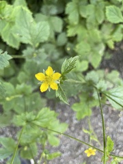 Geum urbanum