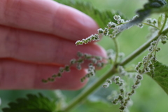 Urtica dioica