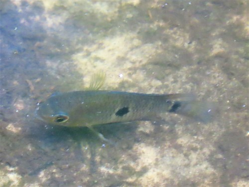 Black acara (Cichlasoma bimaculatum) — Cichlidae — 4