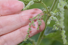Urtica dioica