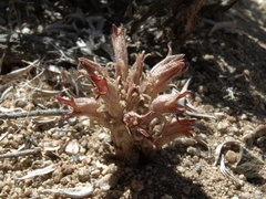 Aphyllon corymbosum