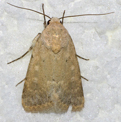 Leucocnemis perfundis