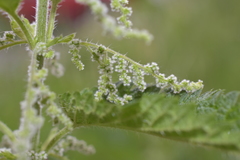 Urtica dioica
