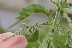 Urtica dioica