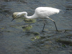 Ardea alba modesta