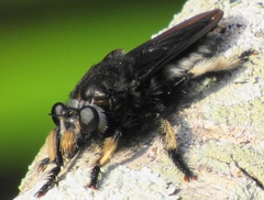 Hyperechia consimilis