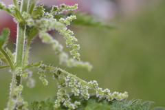 Urtica dioica