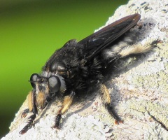 Hyperechia consimilis