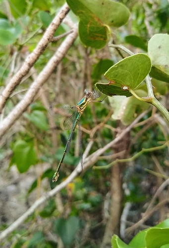 šidlovkovité (Lestidae)