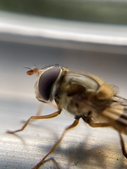 Epistrophe xanthostoma