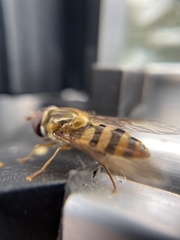 Epistrophe xanthostoma