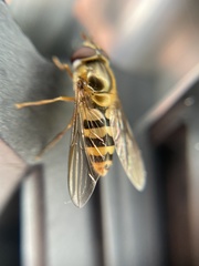 Epistrophe xanthostoma