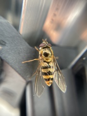 Epistrophe xanthostoma