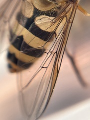 Epistrophe xanthostoma