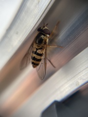 Epistrophe xanthostoma