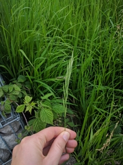 Brachypodium pinnatum