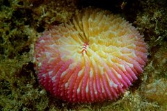 Fungia fungites