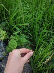 Brachypodium pinnatum