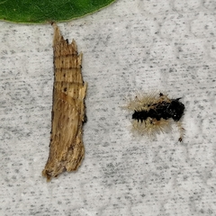 Colobura dirce