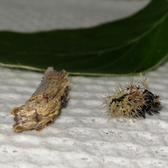 Colobura dirce