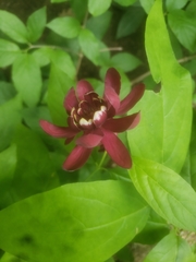 Calycanthus