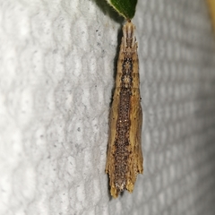 Colobura dirce