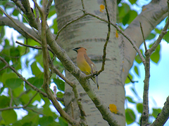 Bombycilla cedrorum image